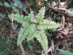 Adiantum flabellulatum L.的圖片