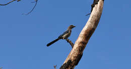 Image of Florida Jay