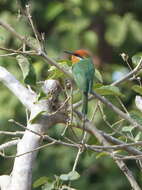 Image of Böhm's Bee-eater