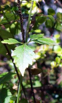 Imagem de Cayratia clematidea (F. Müll.) Domin