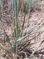 Image of Western-Wheat Grass