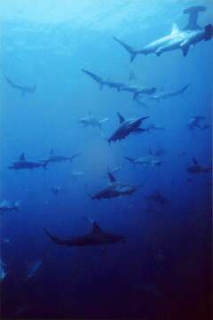 Image of Scalloped Hammerhead