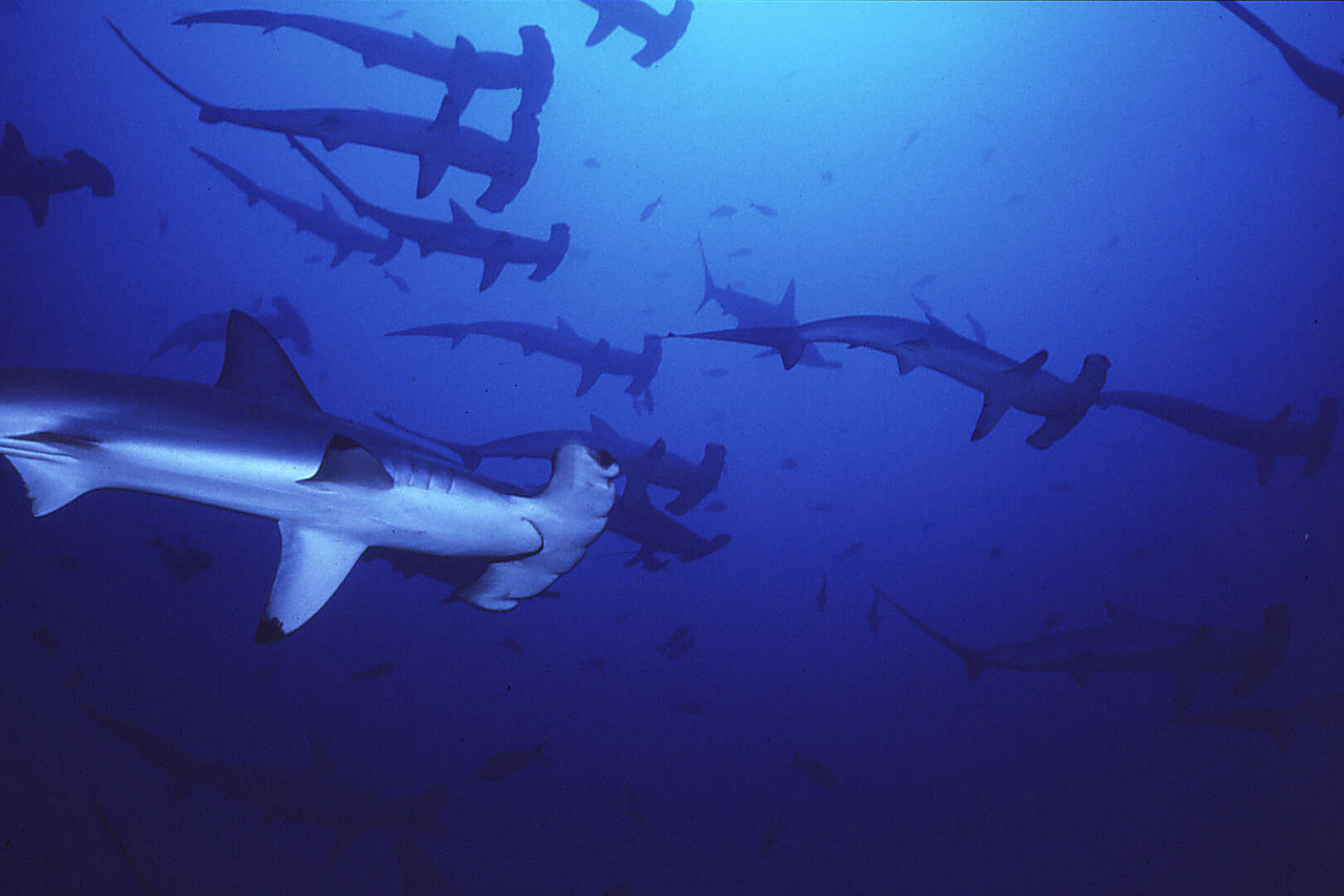 Image of Scalloped Hammerhead