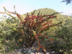 Image of Jatropha neopauciflora Pax