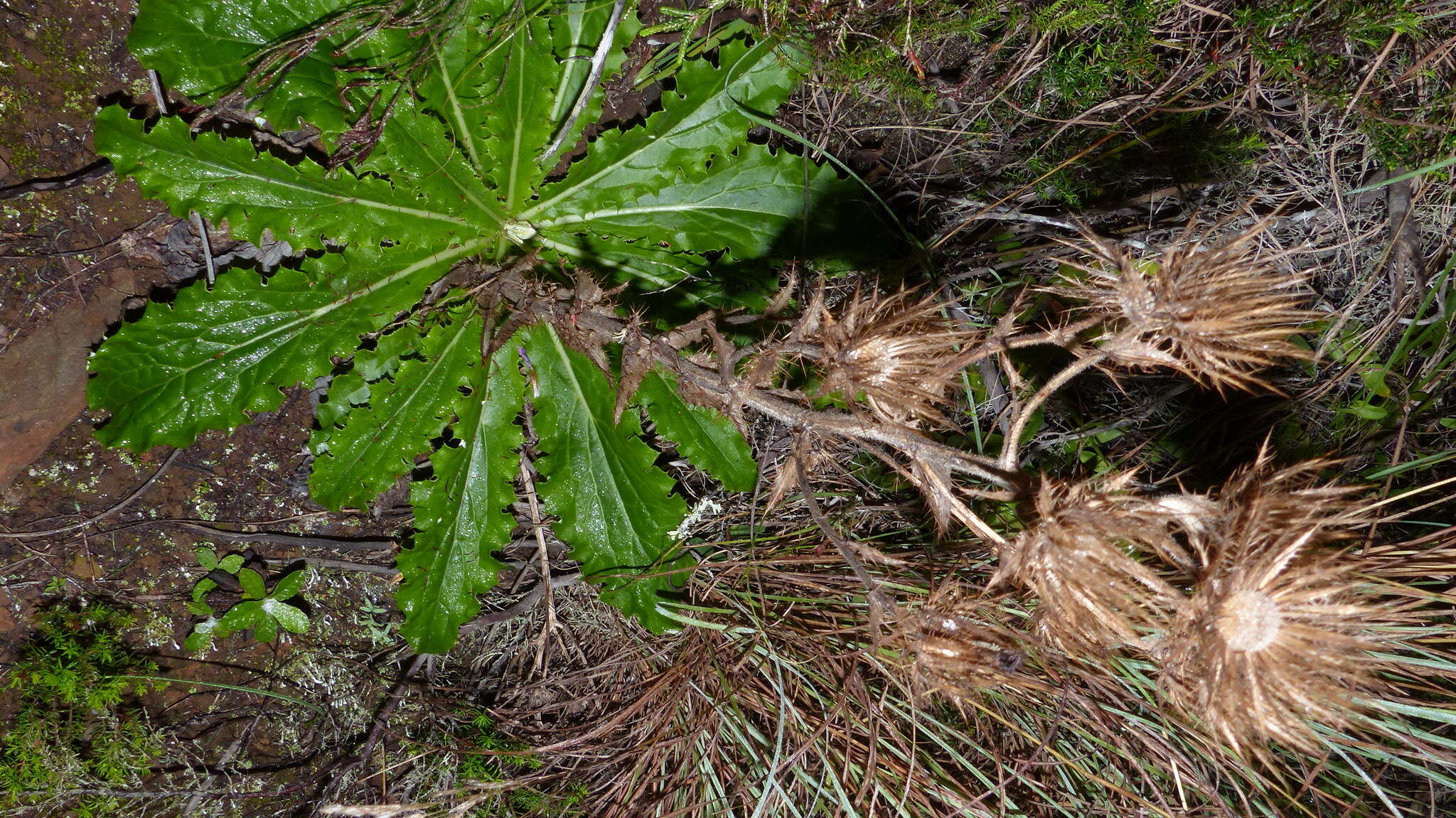 Image of Berkheya carlinoides (Vahl) Willd.