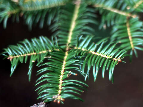 Image of Momi Fir