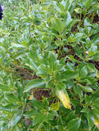 Image of Myoporum semotum Heenan & de Lange