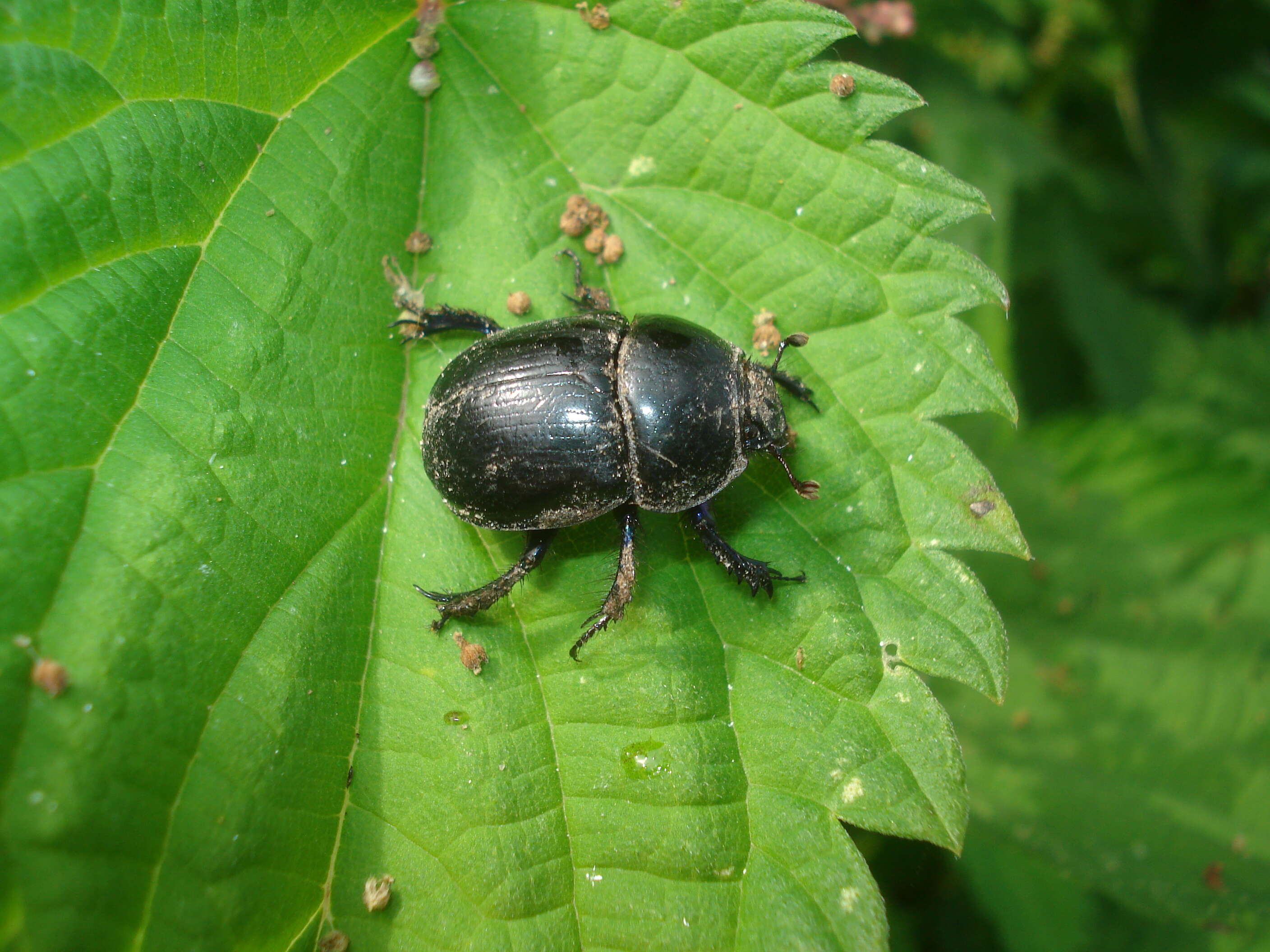 Слика од Anoplotrupes