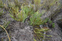 Image of Protea aspera Phillips