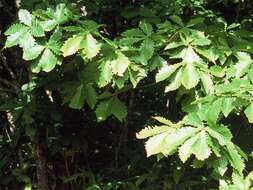 Quercus mongolica subsp. crispula (Blume) Menitsky resmi