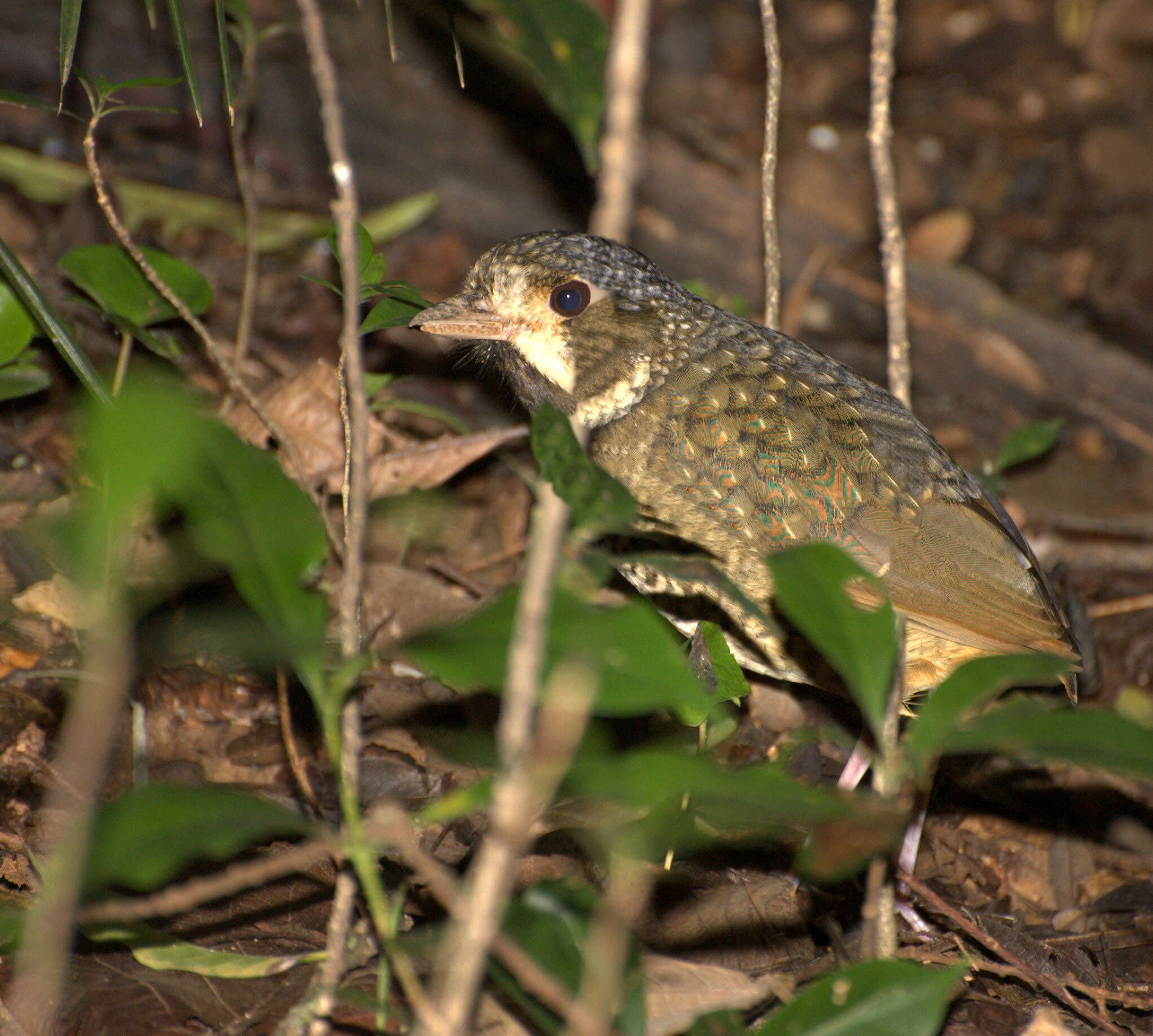 Image of antpittas