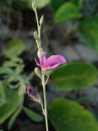 Image of ashen hoarypea