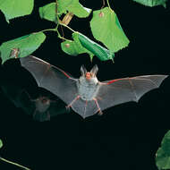 Image of Bechstein's Bat