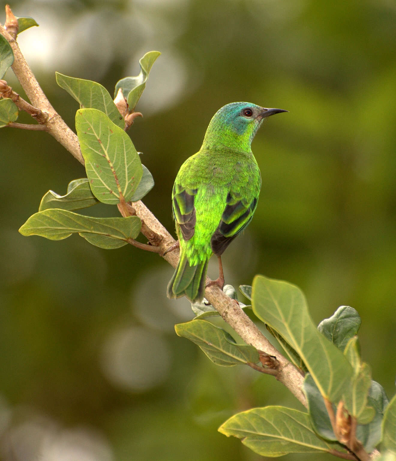 Image of Dacnis Cuvier 1816