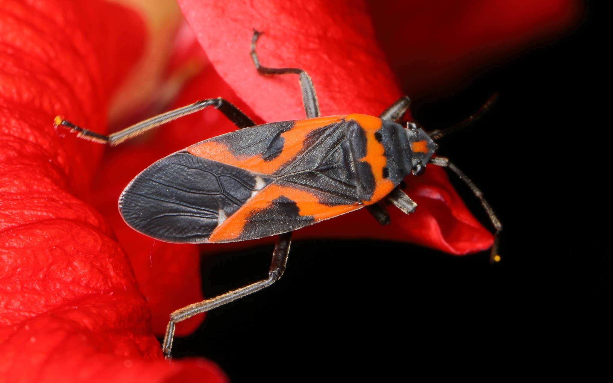 Lygaeus kalmii angustomarginatus Parshley & H. M. 1919 resmi