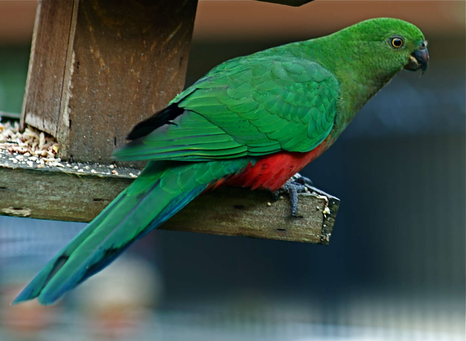 Image of Australian King Parrot