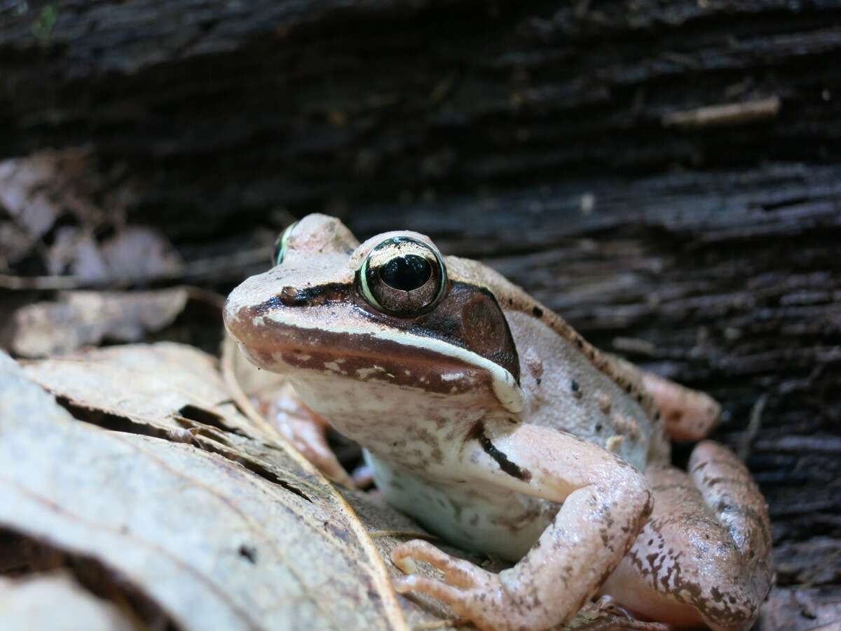 Image of Wood Frog