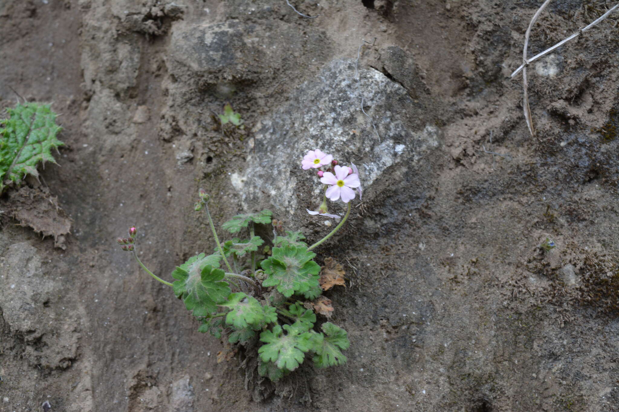 Image of Androsace geraniifolia Watt