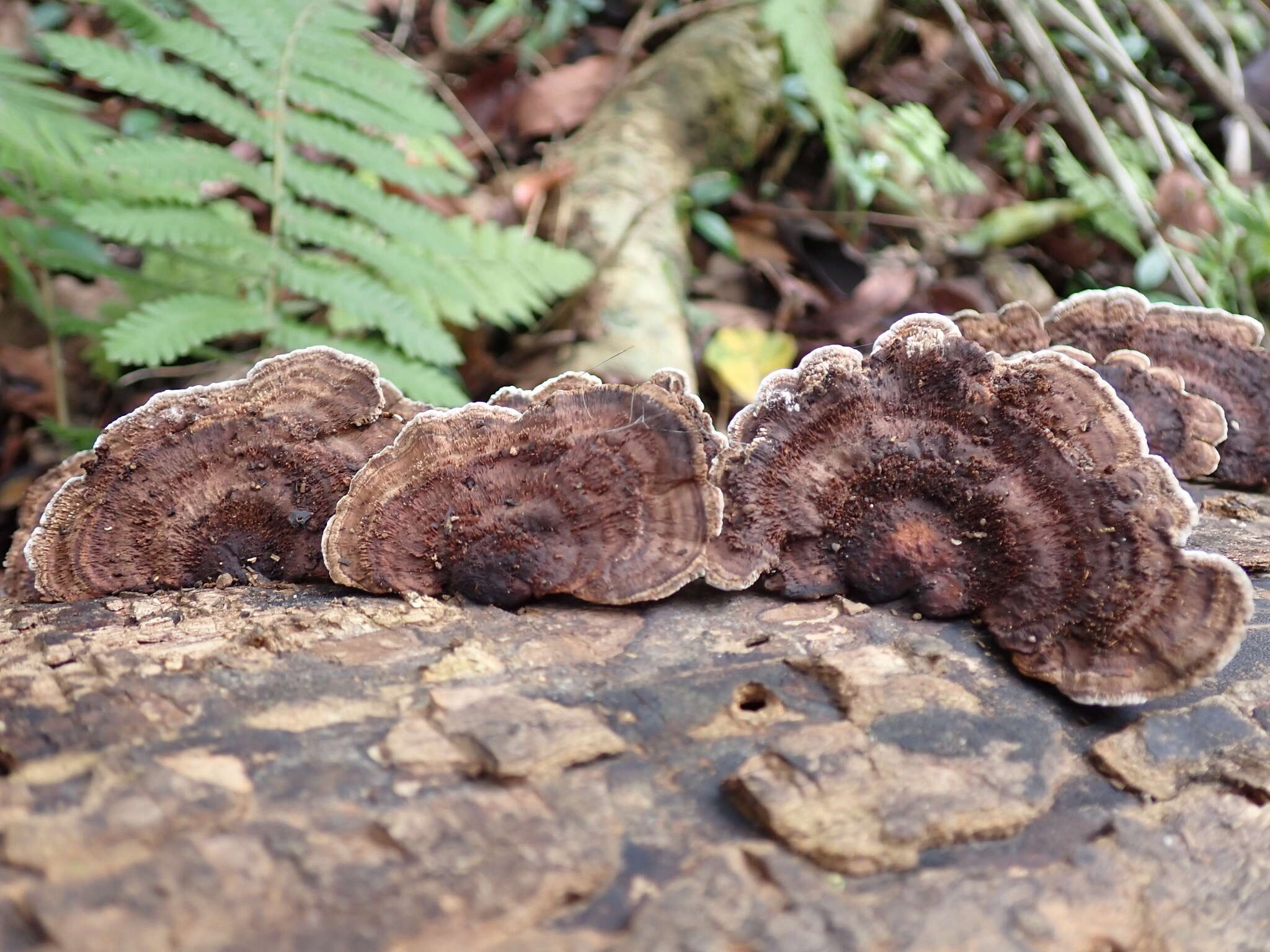 Image of Trametes hirta (P. Beauv.) Zmitr., Wasser & Ezhov 2012