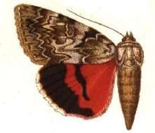 Image of Light crimson underwing moth