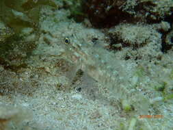 Image of Bridled Goby