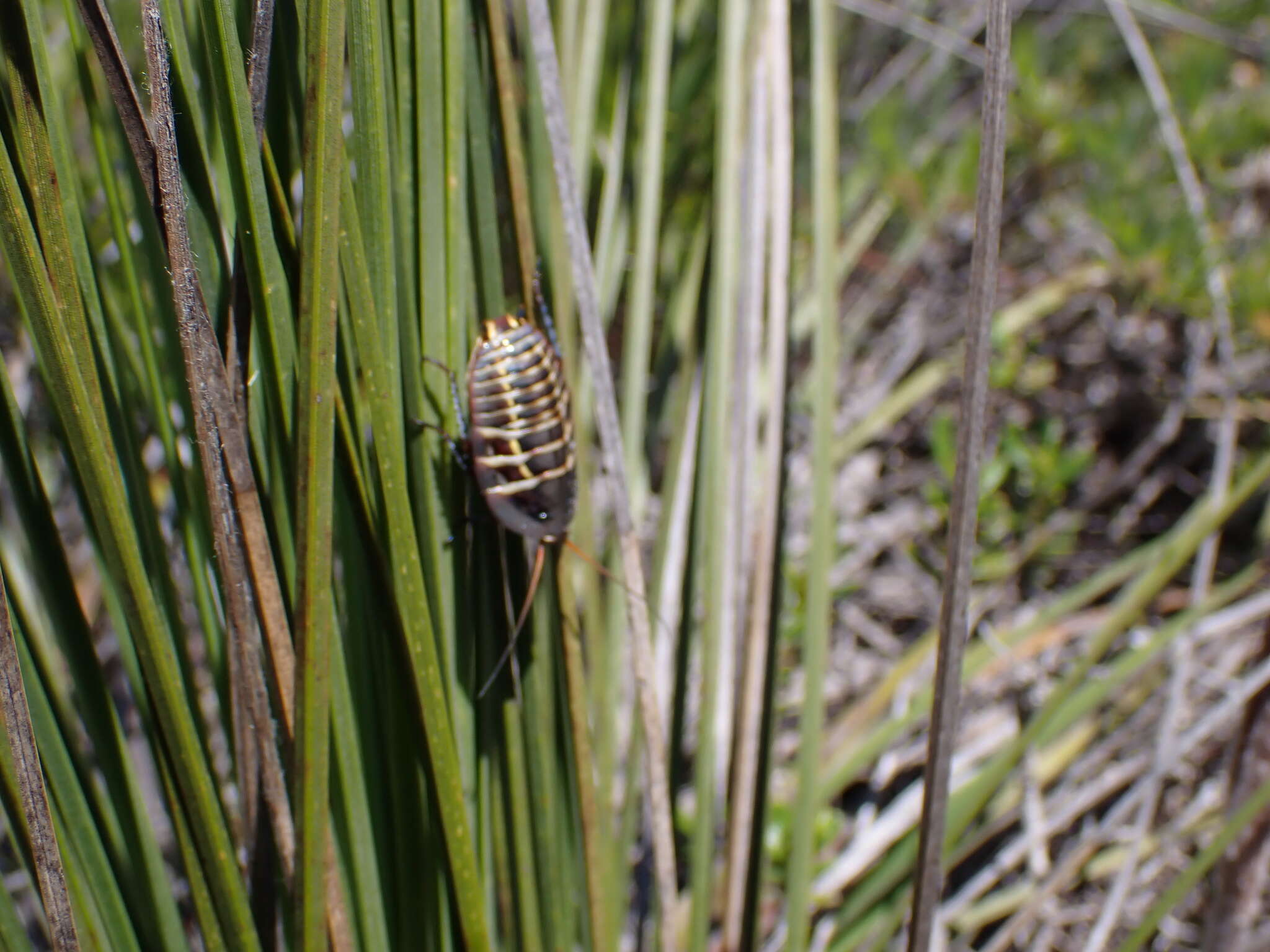 Image of Mardi Gras Cockroach