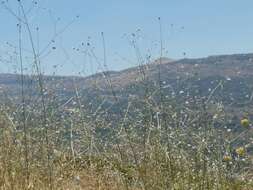 Imagem de Cephalaria joppensis (Rchb.) Coult.