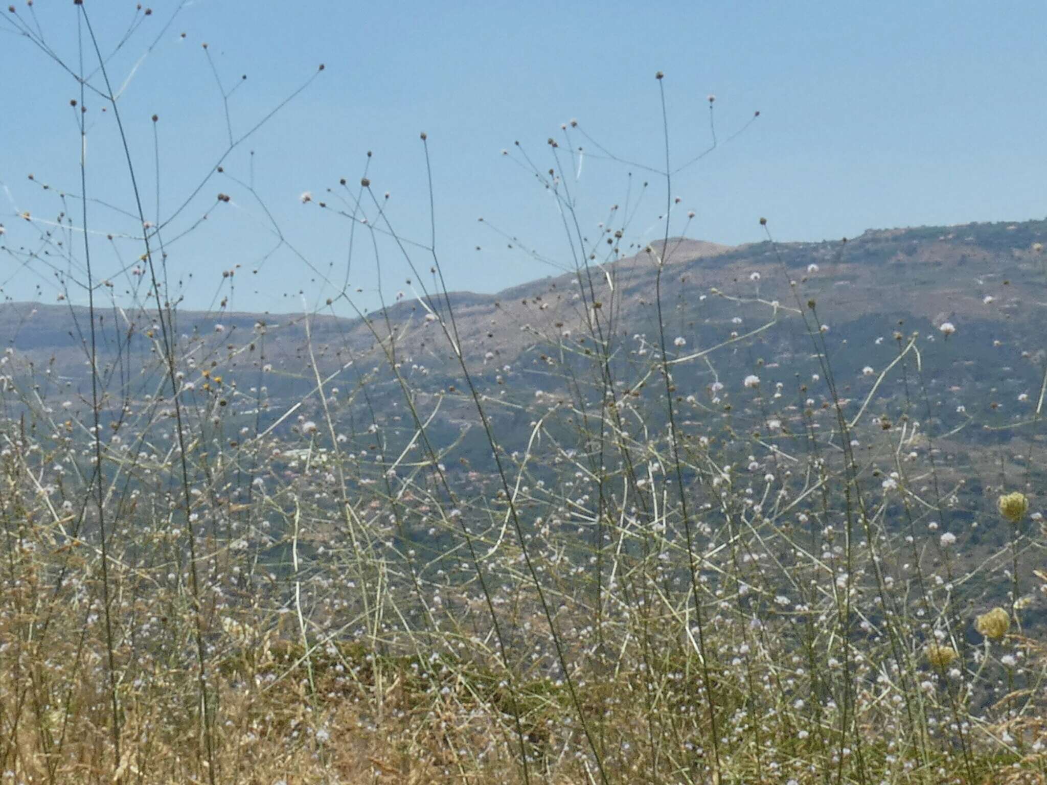 Imagem de Cephalaria joppensis (Rchb.) Coult.