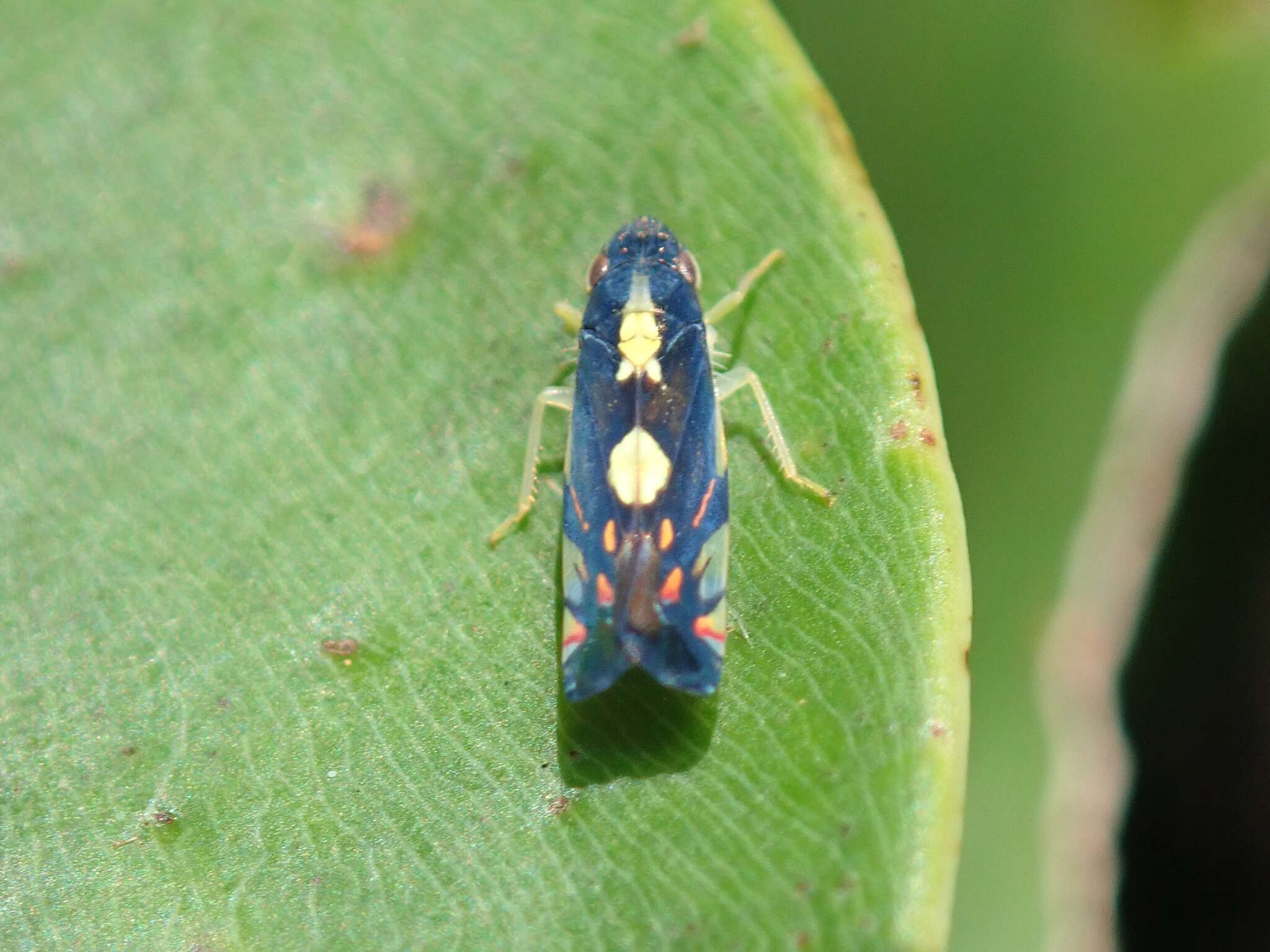 Image of Diedrocephala variegata (Fabricius 1775)