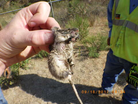 Image of California pocket mouse