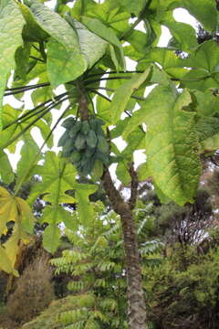 Image of Mountain papaya