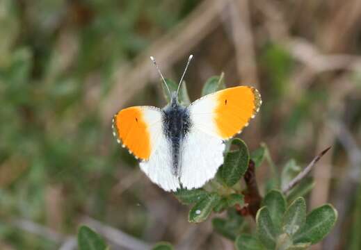 Image of orange tip