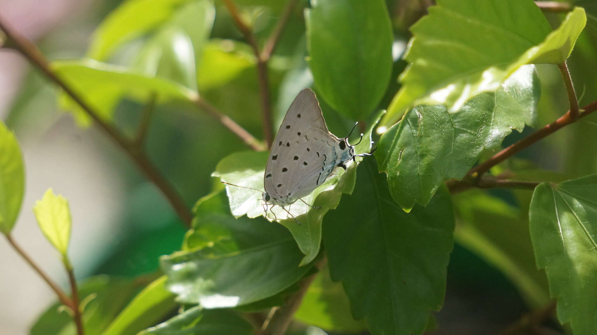 Imagem de Pseudolycaena marsyas (Linnaeus 1758)