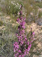 Image of Erica bicolor Thunb.