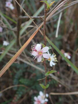 Prunus pogonostyla Maxim.的圖片