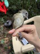 Image of Pale-breasted Illadopsis