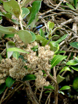 Image of <i>Olearia traversiorum</i>