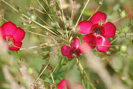 Image of flowering flax