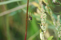 Image of Common wasp