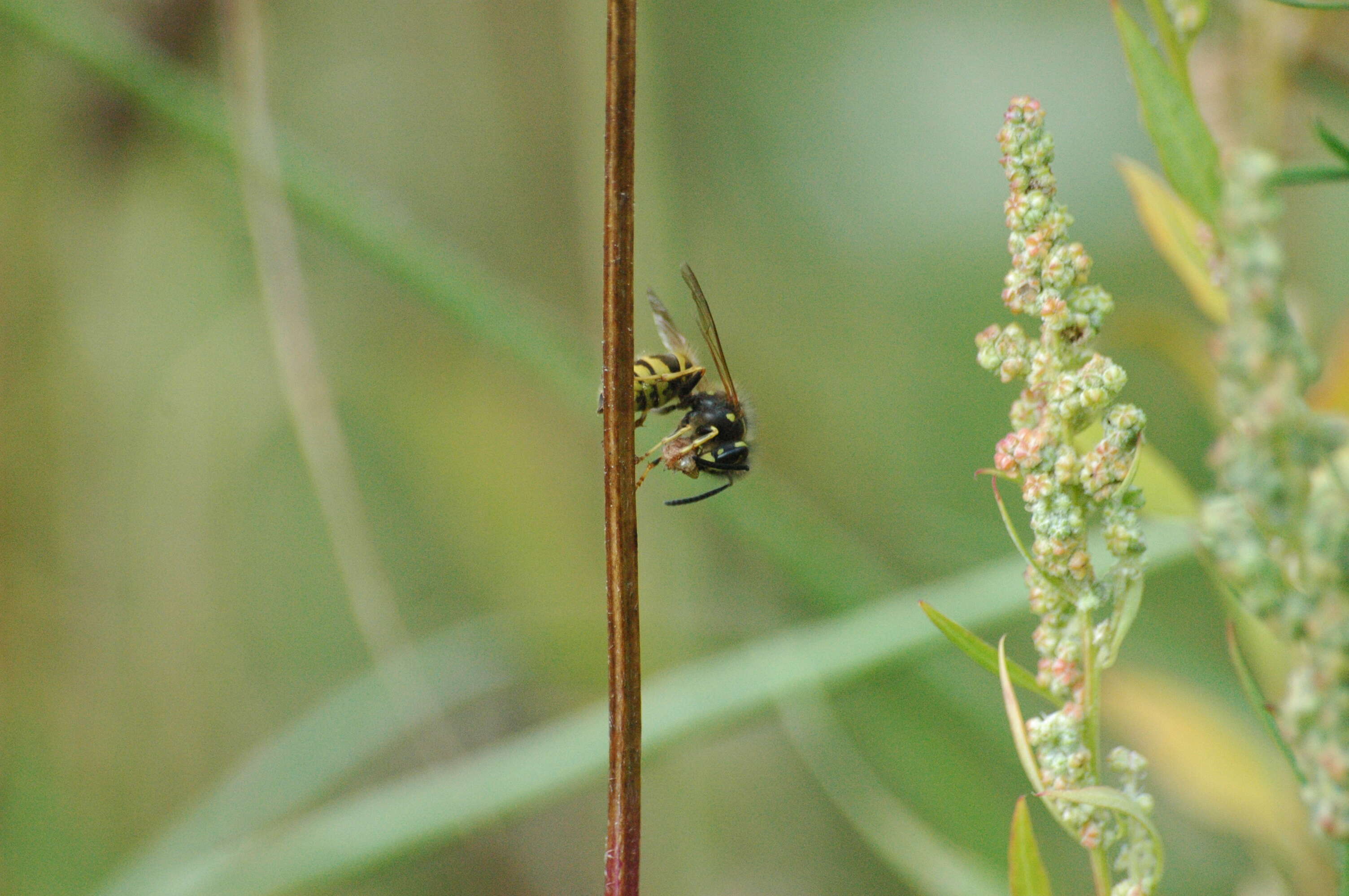 Image of Common wasp