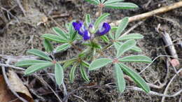 Image of rusty lupine