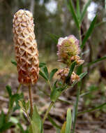 Image of Labillardiere's clover