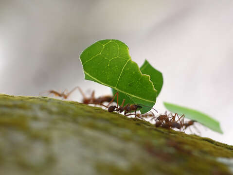 Image of Leaf-cutter ant