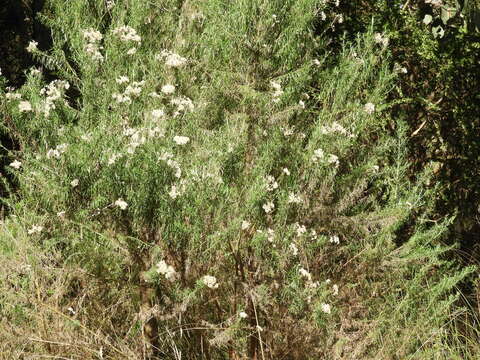 Image of Cassinia aculeata (Labill.) R. Br.