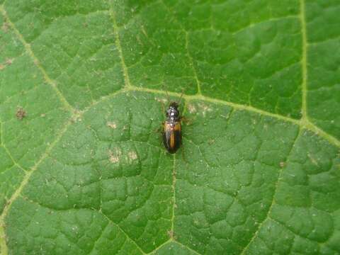 Image of Carabidae