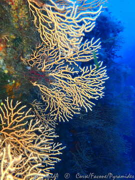 Image of yellow gorgonian