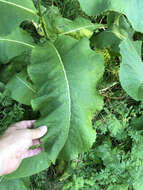 Image of Inula racemosa Hook. fil.