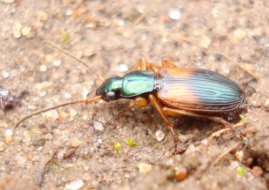 Image of Anchomenus (Anchomenus) dorsalis (Pontoppidan 1763)