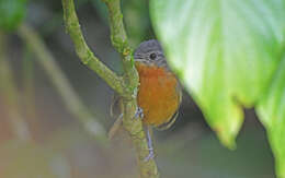 Image of Parker's Antbird