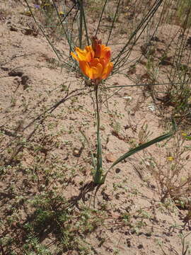 Image of Ixia calendulacea Goldblatt & J. C. Manning